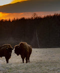 Belles and Whistles Tatanka - A1 Rice Decoupage Paper is a simple way to visually enhance any surface of your project! Two bison or buffalos grazing in an open field with a bright orange sunset beyond the tree line.