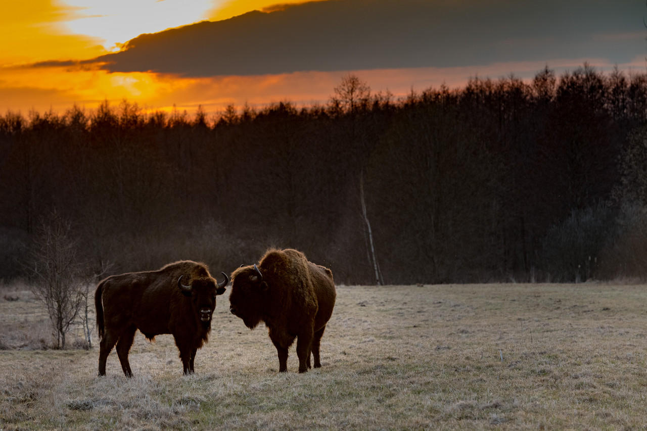 Belles and Whistles Tatanka - A1 Rice Decoupage Paper is a simple way to visually enhance any surface of your project! Two bison or buffalos grazing in an open field with a bright orange sunset beyond the tree line.