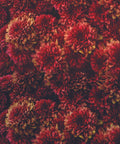 A lush tapestry of red Moody Mums A1 Rice Decoupage Paper flowers in full bloom, creating a mesmerizing pattern of natural beauty.