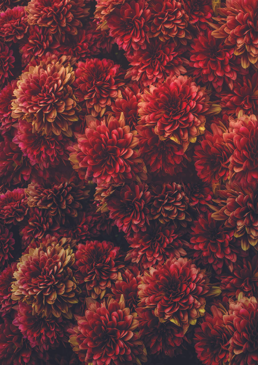 A lush tapestry of red Moody Mums A1 Rice Decoupage Paper flowers in full bloom, creating a mesmerizing pattern of natural beauty.