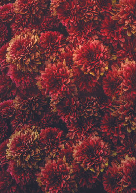 A lush tapestry of red Moody Mums A1 Rice Decoupage Paper flowers in full bloom, creating a mesmerizing pattern of natural beauty.