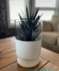 Prairie Dawn Terra Clay Paint provides endless possibilities for your imagination and can be used on wood, canvas, tile, fabric and more! Clay painted cream flower pot with a white design and aloe plant inside.